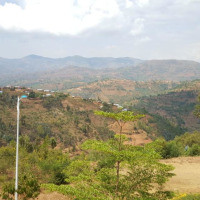 <img class='cat_full_img' src='https://rbkt.org/b/f9/35/78/f93578cbfddc966447e02b5326bdb4d8.jpg' />