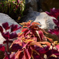 <img class='cat_full_img' src='https://rbkt.org/b/43/17/a0/4317a023f07a27b5d3b28dd1b2102312.jpg' />