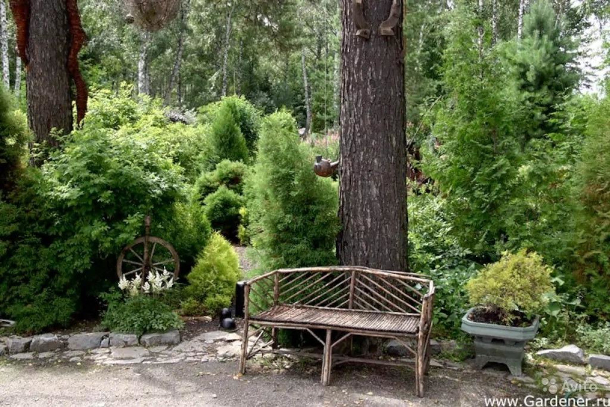 Сибирский сад фото. Центральный Сибирский Ботанический сад со РАН Новосибирск. Новосибирск Ботанический сад парк бонсай. Новосибирский Ботанический сад лиственница. Дендропарк Академгородка Новосибирск.