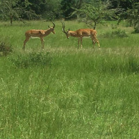 <img class='cat_full_img' src='https://rbkt.org/b/17/26/27/1726277b6c7c8b4b81a814edd7a803ca.jpg' />