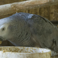 <img class='cat_full_img' src='https://rbkt.org/b/d8/09/84/d809842bbf3e235104ddb0728004dd48.jpg' />