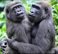 <img class='cat_full_img' src='https://rbkt.org/b/af/c0/9c/afc09c4facf70a4e2de42372a3db6264.jpg' />