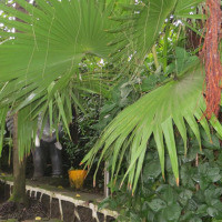 <img class='cat_full_img' src='https://rbkt.org/b/52/7b/dd/527bdd8e28d7cbc85854bf9748385b3c.jpg' />