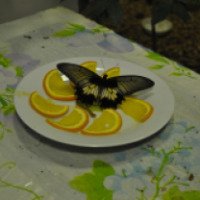 Выставка "Парк бабочек" (Россия, Самара)
