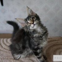 Питомник кошек породы мейн-кун Family Stars (Россия, Ангарск)