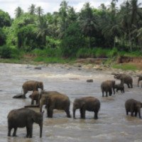 Слоновий питомник (Шри-Ланка, Пинавелла)