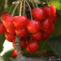 Сбор ягод на Голанских высотах (Израиль, Голанские высоты, мошав Одэм)