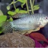Аквариумная рыбка Мраморная гурами