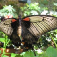 Выставка тропических бабочек на ВВЦ 