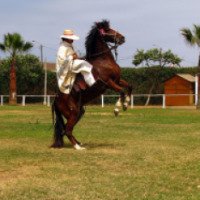 Порода лошадей "Перуанский пасо"