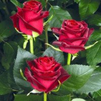 Семена Аэлита "Роза многоцветковая Садовый аромат"