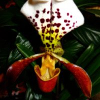 Орхидея Пафиопедилум "Венерин башмачок"
