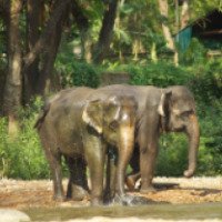 Экскурсия на ферму слонов 