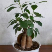 Комнатное растение "Фикус Микрокарпа"