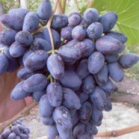 Черный столовый сорт винограда "Одесский сувенир"