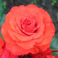Роза полиантовая "Ред Диадем"