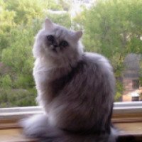 Порода кошки Персидская шиншилла