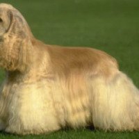 Порода собак "Английский спрингер-спаниель"