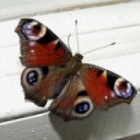 Выставка экзотических бабочек (Россия, Вологда)