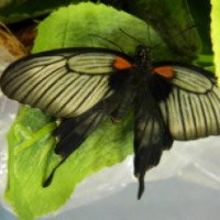 Выставка экзотических бабочек в МКЦ (Россия, Рязань)