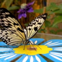 Выставка тропических бабочек (Крым, Гаспра)