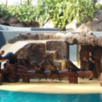 Шоу морских котиков в г. Пуэрто де ла Крус (Испания)