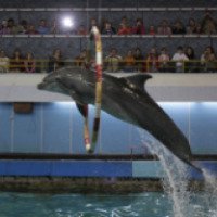Дельфинарий в Московском зоопарке 