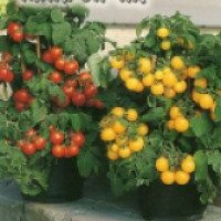 Семена томата Русский огород "Микрон-НК"