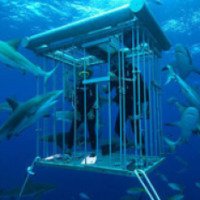 Кормление белых акул в клетке (ЮАР)