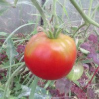 Семена томатов Поиск "Зефир в шоколаде"