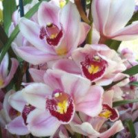 Комнатное растение Орхидея цимбидиум