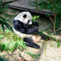 Экскурсия в лес гигантских панд "Речное сафари" (Сингапур)