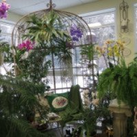 Выставка орхидей в Ботаническом саду ТвГУ (Россия, Тверь)
