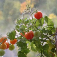 Семена томата Сибирские Сортовые Семена "Балконное чудо"