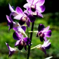 Комнатный цветок "Дендробиум Са-нук"