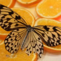 Выставка живых тропических бабочек (Россия, Мытищи)