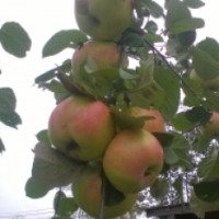 Сорт яблони "Богатырь"