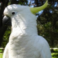 Попугай Желтохохлый Какаду