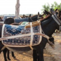 Экскурсия "Сафари на осликах" (Кипр, Айя-Напа)