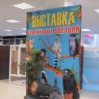 Выставка карликовых обезьян в ТЦ "Ермак" (Россия, Россошь)