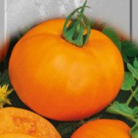 Семена томат "Апельсин" Семена Украины