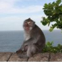 Парк обезьян (Индонезия, остров Бали)
