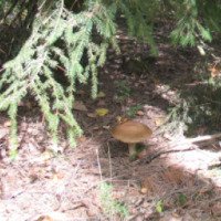 Активный отдых грибников в Логойских лесах 