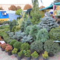 Выставка-ярмарка садово-парковых растений (Украина, Полтава)