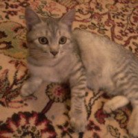 Порода кошек "Аравийский мау"