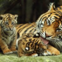 Шоу морских котиков и тигров в Тигровом зоопарке (Таиланд, о. Самуи)