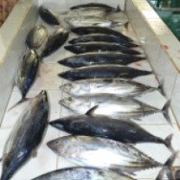 Рыбный рынок (Мальдивы, Мале)