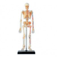 Пазл модель Скелет человека 4D Vision