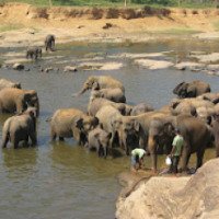 Экскурсия на слоновью ферму (Шри-Ланка, Канди)