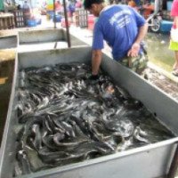 Рыбный рынок в Наклыа "Naklua fish matket" (Таиланд, Паттайя)